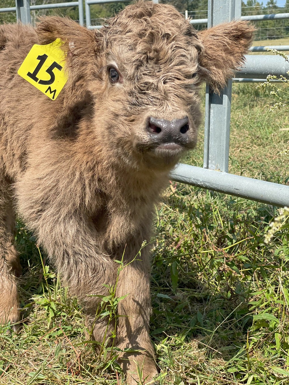 highland miniature cow