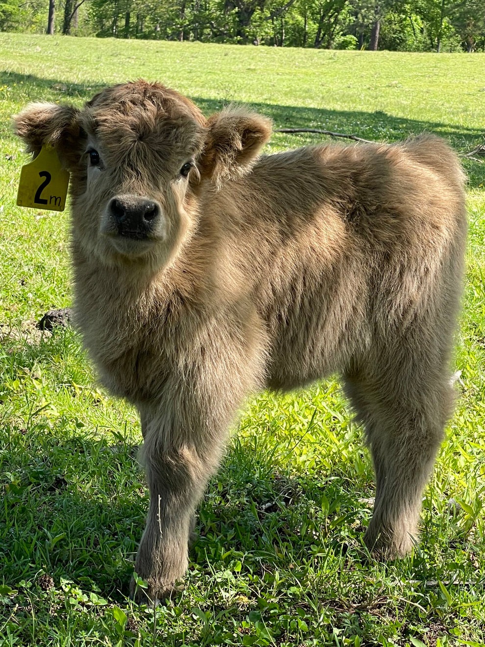 highland cow miniature