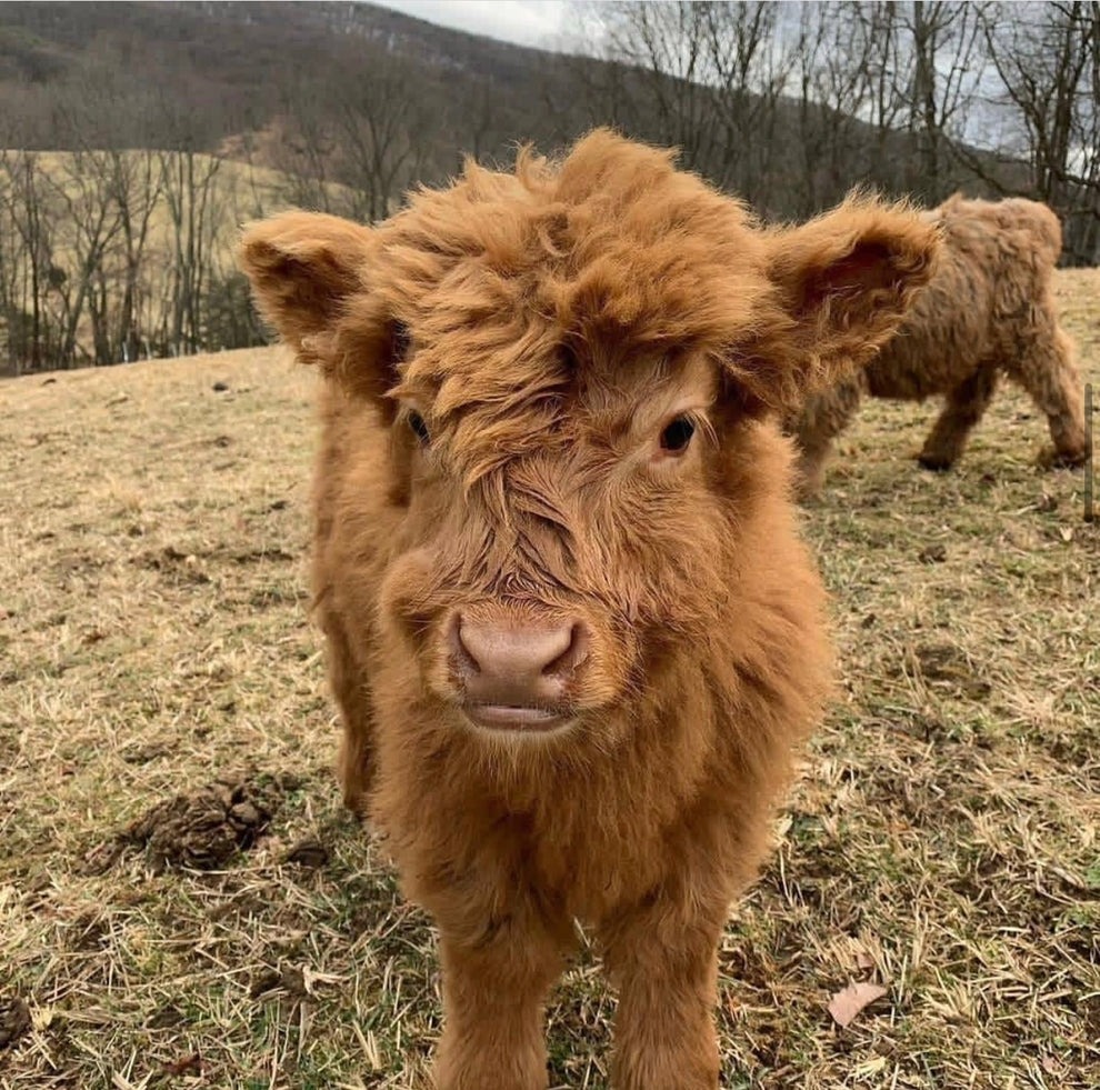 miniature highland cow price