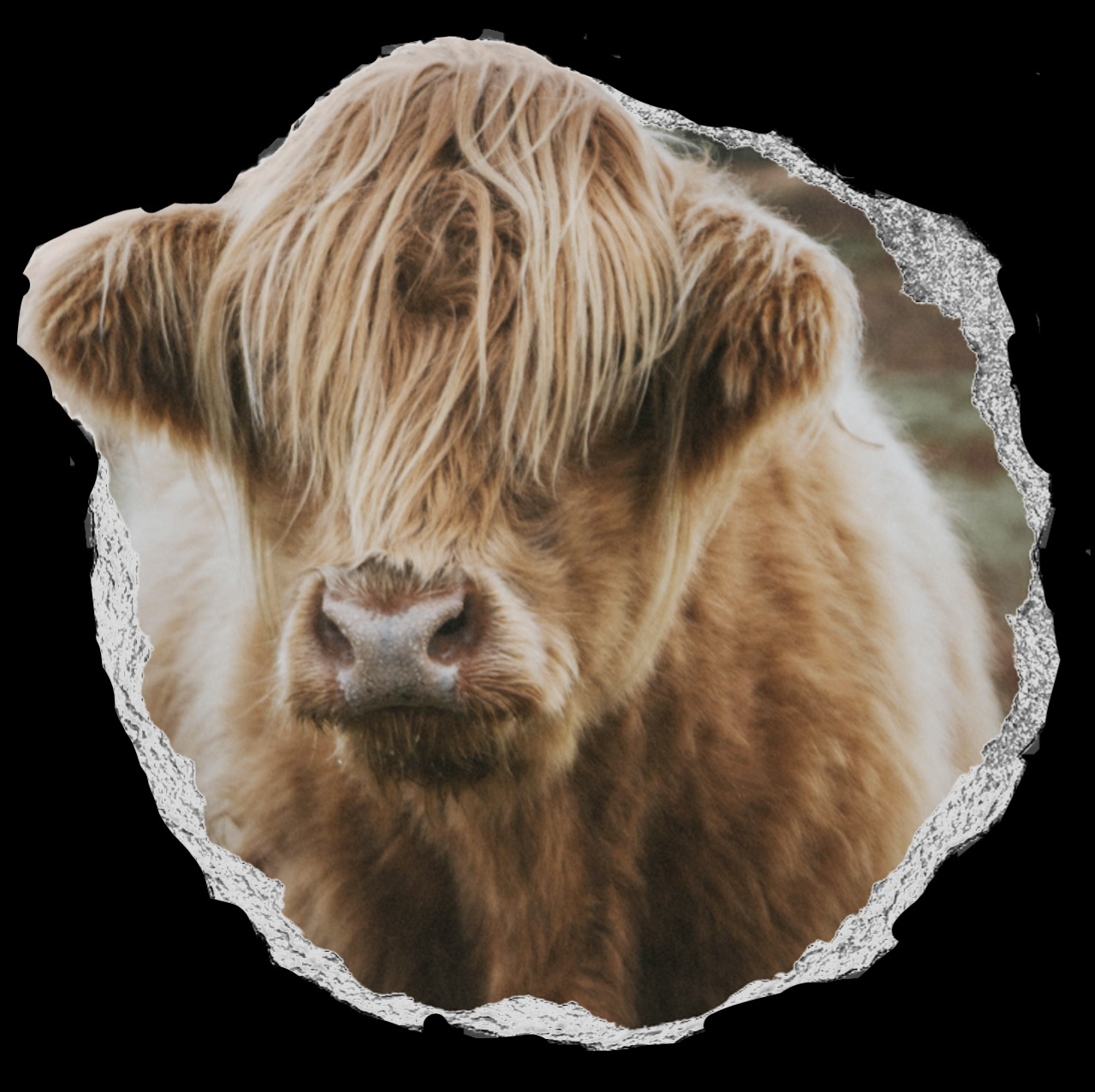 micro mini highland cow