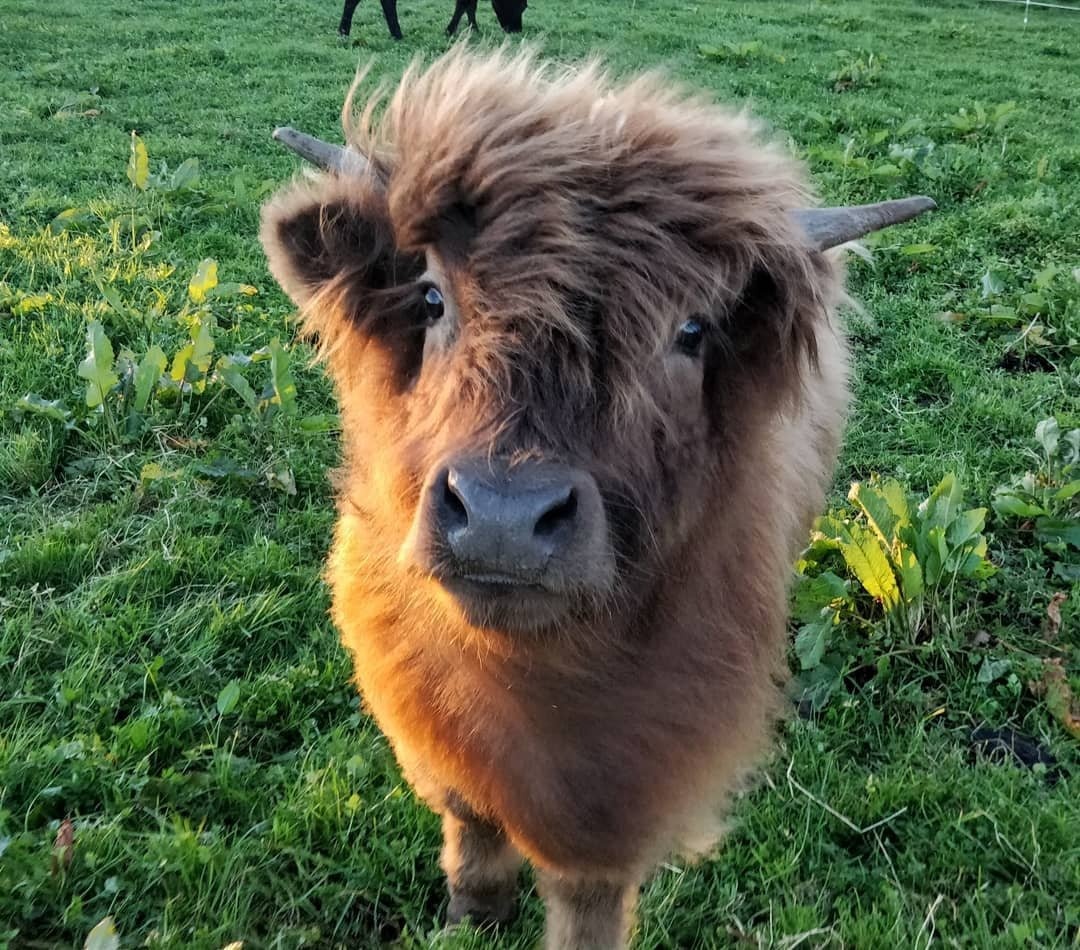 micro mini highland cow