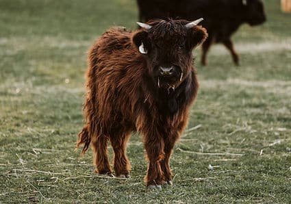 Dante highland mini cows