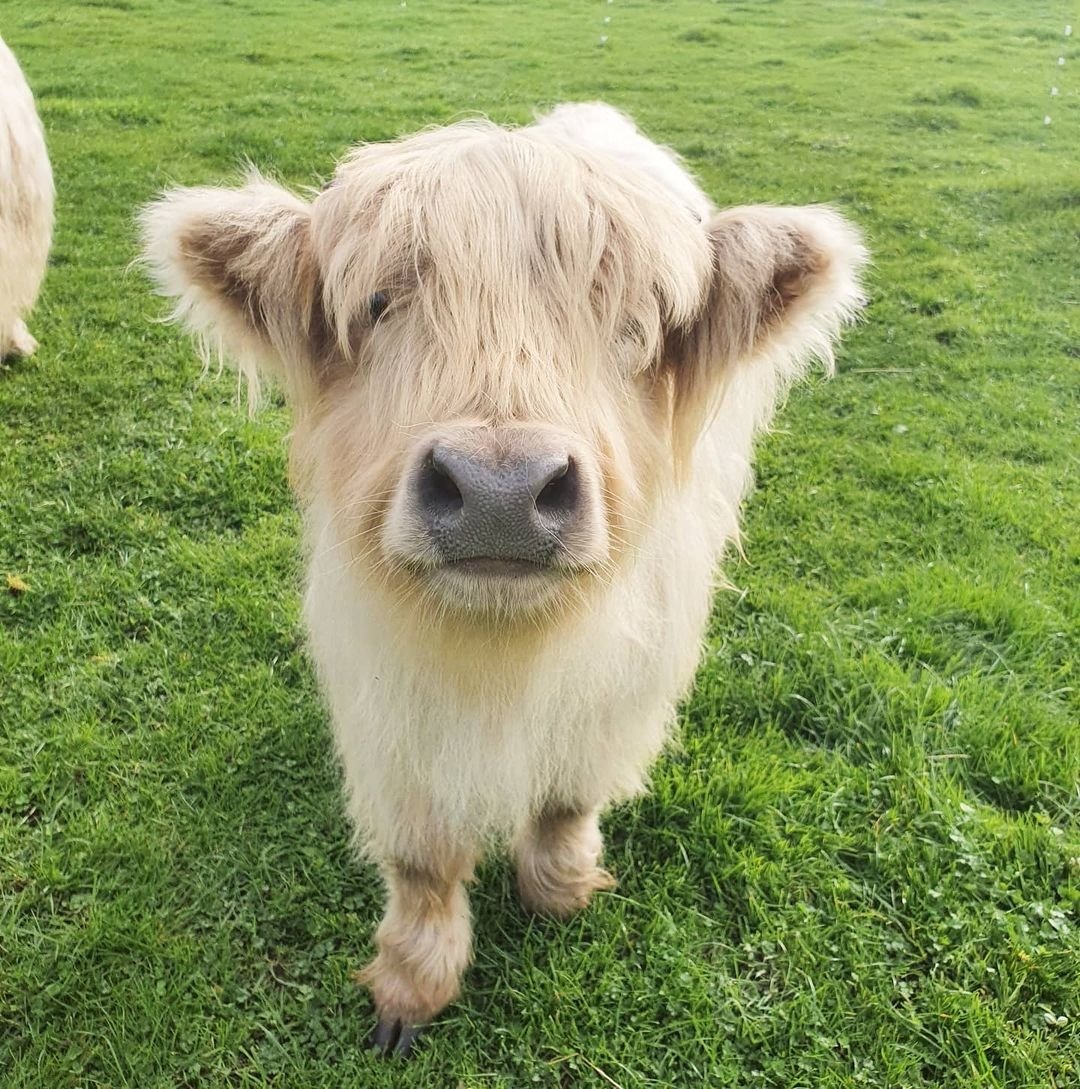 Darcy’s Magic Lady micro mini highland cows