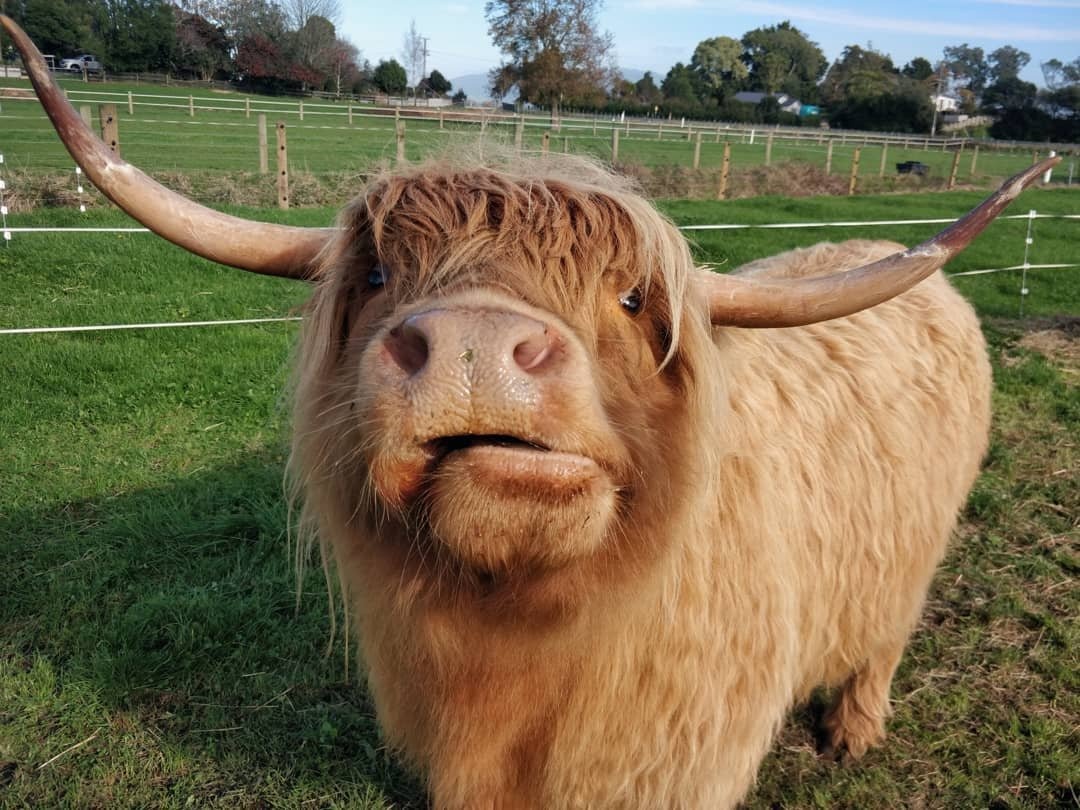 Emma Jane mini highland cow