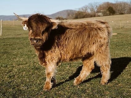 Heather highland mini cow