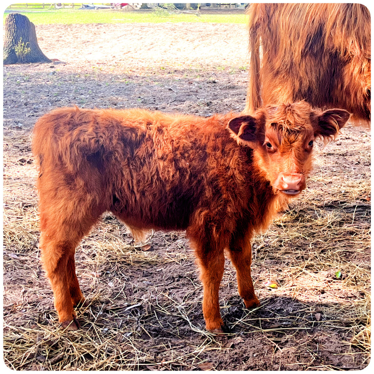 Toby miniature highland bull