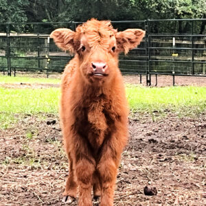 Tobyminiature highland bull
