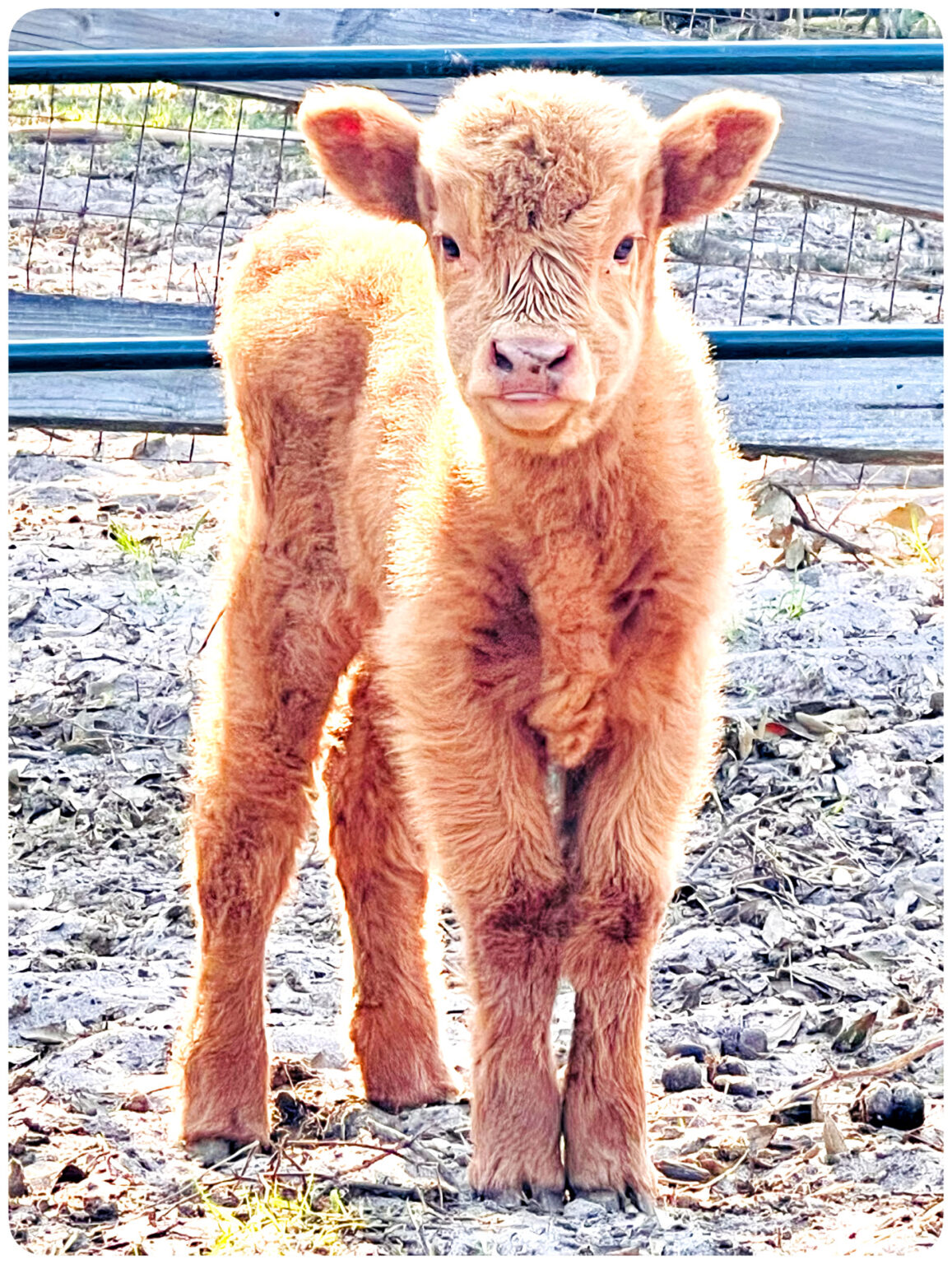 Autumn Miniature Highland Heifer